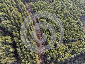 Top-down view of a forest with green trees in spring