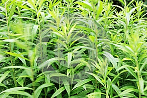 Top-Down View of Forest and Wooden Structure