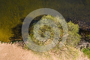 Top down view of green tree on the shore of forest lake on sunny summer day. aerial photography