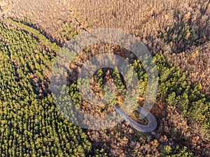 Top-down view of an hairpin bend in the middle of a forest with green and orange trees