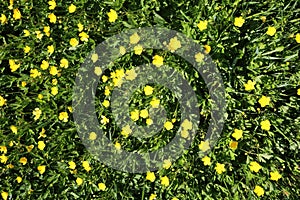 Top down view on isoalated green meadow with many blooming buttercup Ranunculus flowers