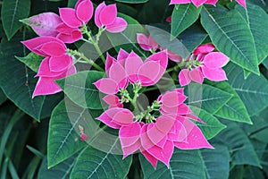 Top Down View of Luv U Pink Poinsettias