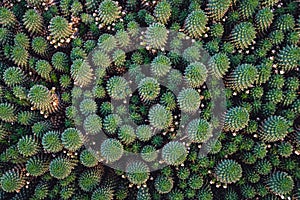 Top-down view on mammillaria cactus. Abstract botanic background.