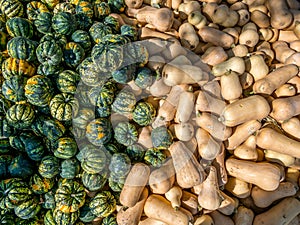 Top down view on microwave and butternut pumpkins