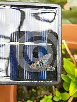 Top down view om little solar panel with big fly, close up