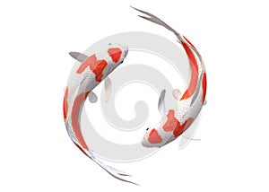 Top down view of a pair of white Koi Carp fishes with red patches swimming circling around each other