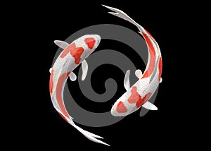 Top down view of a pair of white Koi Carp fishes with red patches swimming circling around each other