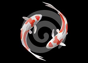 Top down view of a pair of white Koi Carp fishes with red patches swimming circling around each other photo