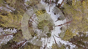 Top Down View pine Forest In Winter. strong wind bends trees. Aerial Drone Shot