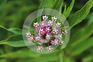 Top down view of pink milkweed flower blossoms photo