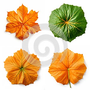 top down view of pumpkin leaf laid horizontally, white background, Generative AI
