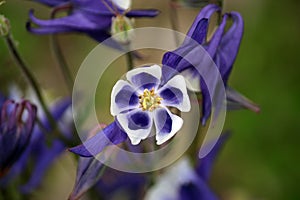 Top Down View of a Purple Columbine Flower