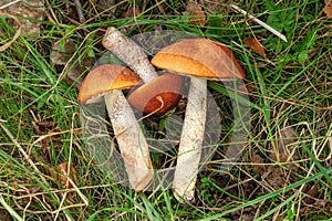 Top down view, red-capped scaber stalk mushrooms Leccinum aurantiacum freshly picked, laying in the grass
