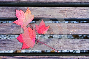 Top-down view of red maple leaves on wooden background.