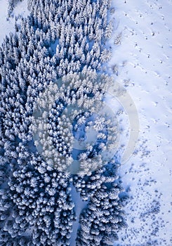 Top down view of snow covered spruce trees on mountainside