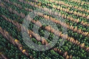 Top down view on straight rows of trees