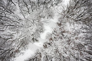 Top Down View of Trail in Snow Covered Woods