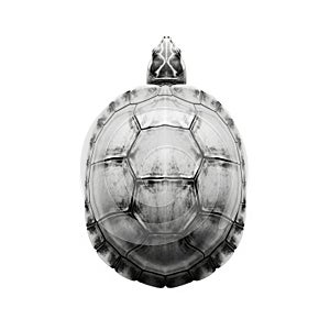A top down view of a turtle s shell showcasing its intricate geometric pattern