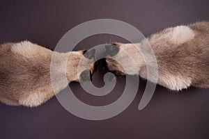 top down view of two siamese cats eating cat food on the floor