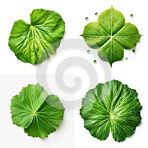 top down view of watermelon leaf laid horizontally, white background, Generative AI