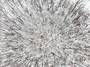 Top-down view of a winter forest. No people