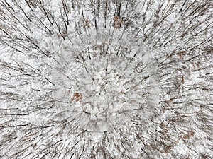 Top-down view of a winter forest. No people