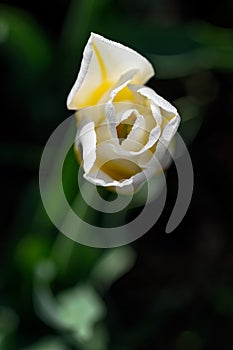 Top Down View of Yellow and White Tulip