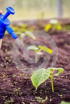 Top dressing of new cucumber seedlings plant