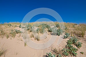 Top of dune with plants sea holly and beachgrass