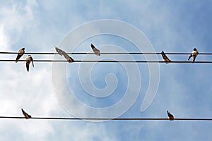 On top on the electric cables