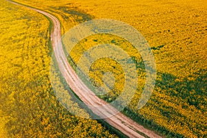 Top Elevated View Of Agricultural Landscape With Flowering Blooming Oilseed Field. Country dusty sandy road through