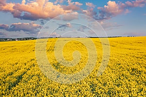 Top Elevated View Of Agricultural Landscape With Flowering Blooming Oilseed Field. Spring Season. Blossom Canola Yellow