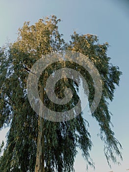 Top Eucalyptus tree in sunlight