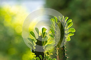 Top of euphorbia trigona with leaves against light