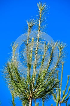 Top of Evergreen Fir Tree