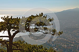Top of pine tree at background of sea coast