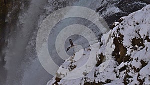 Top of famous waterfall SkÃ³gafoss with northern fulmar bird falling down in winter season with snow.