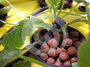 Top Feed Hydroponics or Driponics