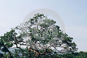 Top of fir needle tree branches in mountains as a background texture