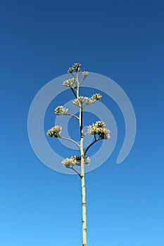 The Top of a Flowering Stalk of Agave Americana Against a Blue Sky