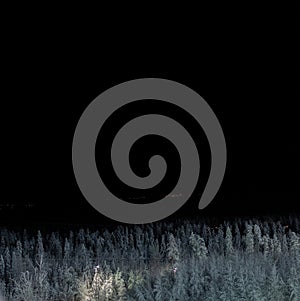 Top of forest with high pine trees covered with snow in the dark. Black night winter view. Beautiful square photo