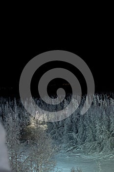 Top of forest with high pine trees covered with snow in the dark. Black night winter view. Vertical beautiful photo