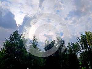 Top of the forest in the shadows against the sky