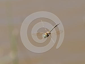 Top front view of Downy emerald dragonfly Cordulia aenea