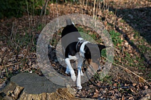 Top front view of a tri color basenji on a forest ground in meppen emsland germany