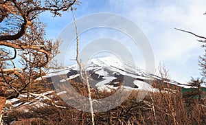 The top of Fujiyama and dry tree in Japan