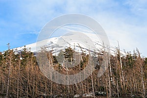 The top of Fujiyama and dry tree in Japan