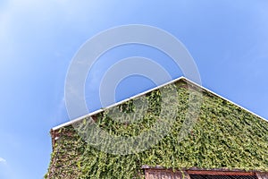 Top of a gabled roof on a wooden barn and green climbing plant o