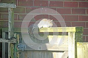 Top Gate Squirrel