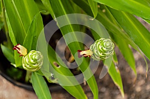 The Top Of The Ginger Blossom